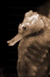 San Diego, CA. Seahorse in the grass. Fuji s2, Ikelite, d... by Christopher Ward 
